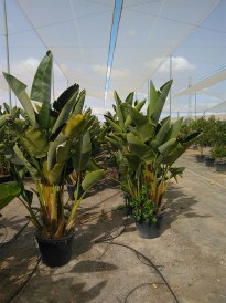 Strelitzia Augusta nagy